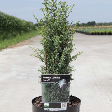 Juniperus communis Arnold - Genévrier commun