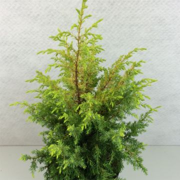 Juniperus communis Gold Cone - Genévrier commun                   