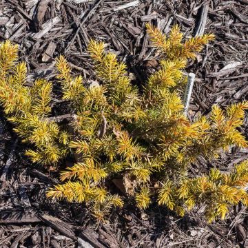 Genévrier des plages - Juniperus conferta All Gold