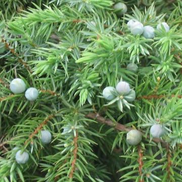 Genévrier des plages - Juniperus conferta Schlager 