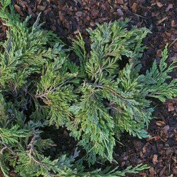 Genévrier horizontal - Juniperus horizontalis Jade River