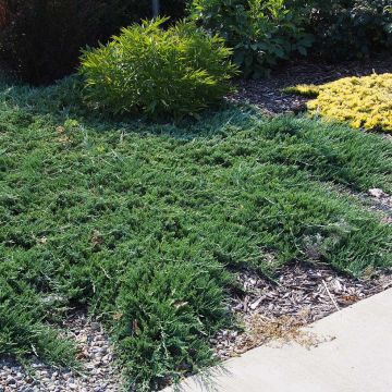 Genévrier rampant - Juniperus horizontalis Wiltonii