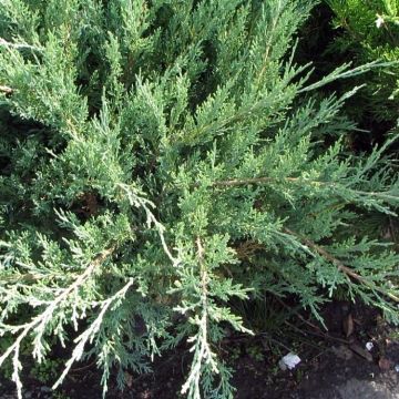 Genévrier hybride - Juniperus media Hetzii