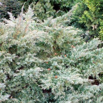 Genévrier de Pfitzer - Juniperus pfitzeriana Glauca