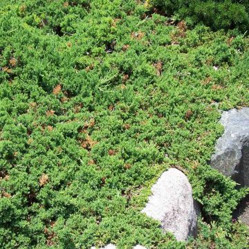 Genévrier rampant - Juniperus procumbens Nana