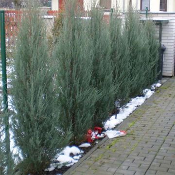 Genévrier de Virginie - Juniperus scopulorum Skyrocket