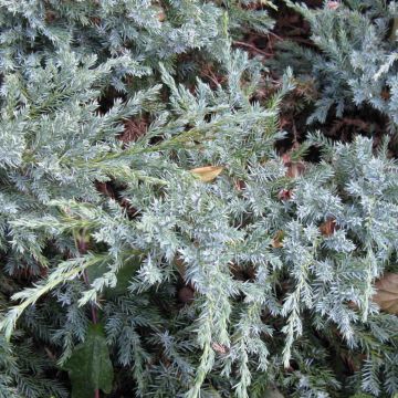 Genévrier écailleux - Juniperus squamata Blue Carpet