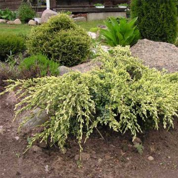 Genévrier écailleux - Juniperus squamata Holger