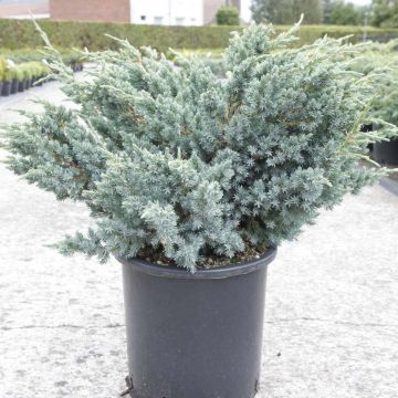 Genévrier écailleux - Juniperus squamata Meyeri
