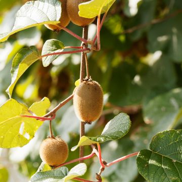 Kiwi Petite Homme (femelle) - Actinidia deliciosa