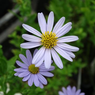 Kalimeris incisa Blue Star
