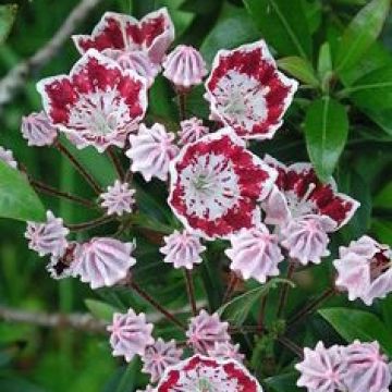 Kalmia latifolia Galaxy - Laurier des montagnes