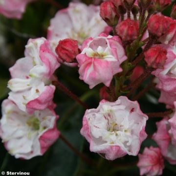 Kalmia latifolia Madeline - Laurier des montagnes rose pâle, à fleurs doubles