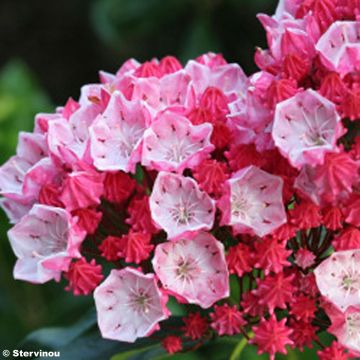 Kalmia latifolia Olympic Fire - Laurier des montagnes  rose vif et blanc