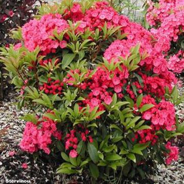 Kalmia latifolia Pink Charm - Laurier des montagnes rose riche