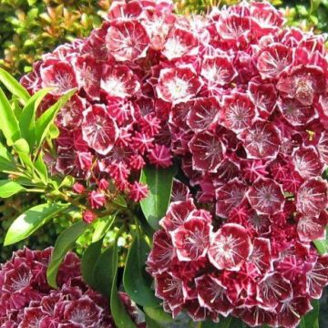 Kalmia latifolia Pinwheel - Laurier des montagnes 