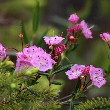 Kalmia polifolia - Laurier des montagnes à feuilles d'andromède