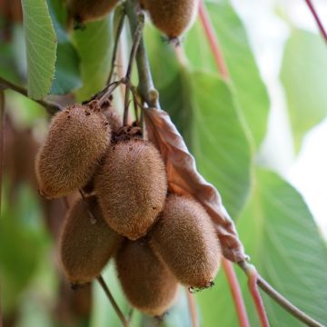 Kiwi - Actinidia deliciosa Kiwidoo Femelle