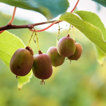 Kiwi arguta Ananasnaya (femelle) - Kiwaï Anna - Actinidia arguta