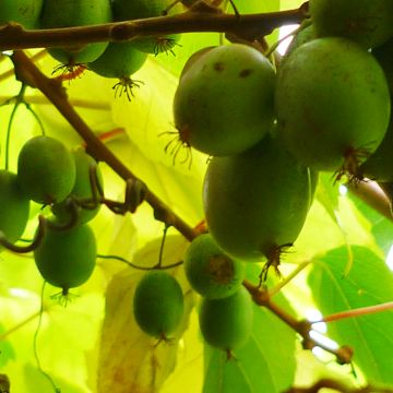 Kiwi arguta Bayern (femelle) - Kiwaï