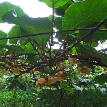 Kiwi chinensis Golden Delight (mâle) - Actinidia chinensis