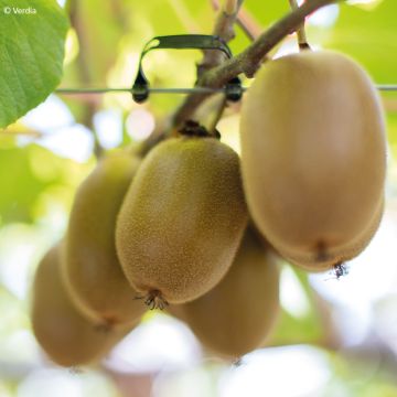 Kiwi autofertile Solo - Actinidia chinensis