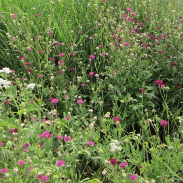 Knautia macedonica Mars Midget - Petite scabieuse