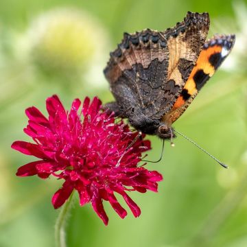 Knautia macedonica Red Knight - Petite scabieuse de Macédoine Red Knight