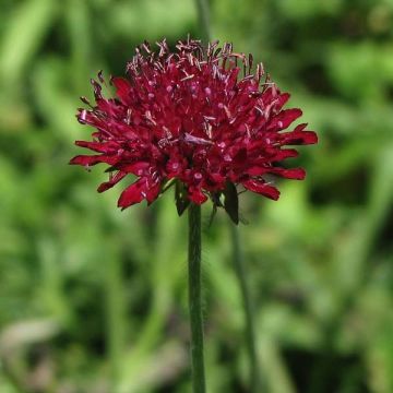 Knautia macedonica - Petite Scabieuse