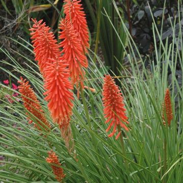 Tritoma - Kniphofia Nancy's Red