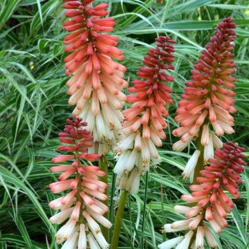 Kniphofia Orange Vanilla Popsicle - Tritoma rouge, orange et blanc