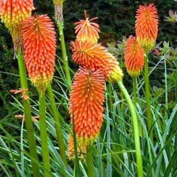 Kniphofia rooperi - Tritoma jaune-orangé doux
