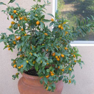 Kumquat Nagami - Fortunella margarita