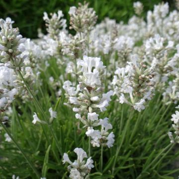 Lavande vraie Nana Alba -  Lavandula angustifolia