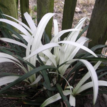 Liriope muscari Big Blue