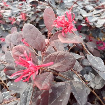 Loropetalum chinense Pipa's Red