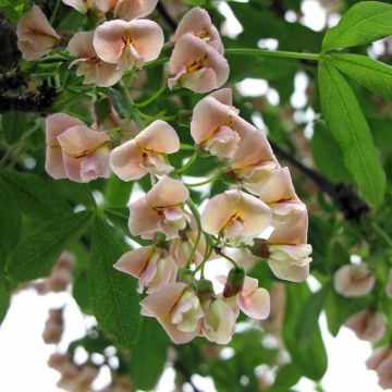 Laburnocytisus adamii - Cytise d'Adam