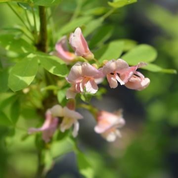 Laburnocytisus adamii - Cytise d'Adam bicolore