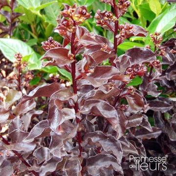 Lilas des Indes - Lagerstroemia indica Black Solitaire Best Red