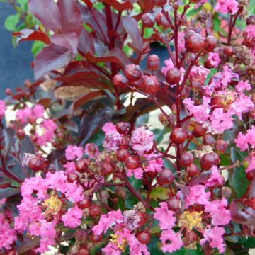 Lagerstroemia Rhapsody in PINK - Lilas des Indes.