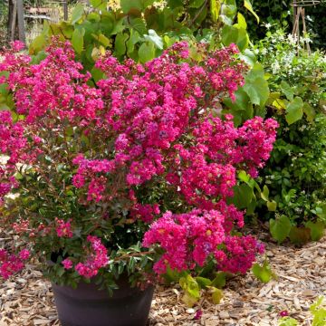 Lagerstroemia indica Cherry 'Lelaro' (Bouquet Rouge) - Lilas des Indes 