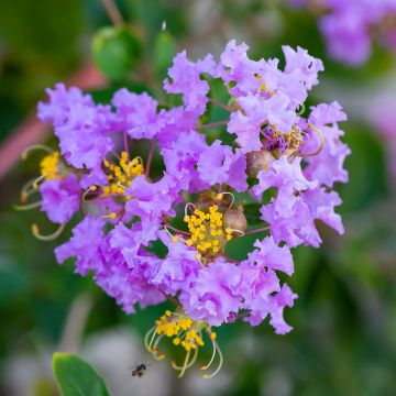 Lagerstroemia indica Cordon bleu - Lilas des Indes bleu lavande