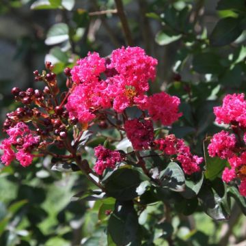 Lagerstroemia indica Pink Velours - Lilas des Indes