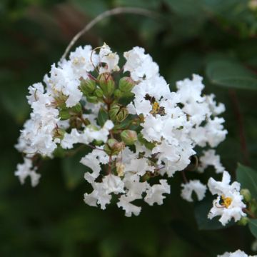 Lilas des Indes Pixie White - Lagerstroemia indica