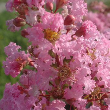 Lagerstroemia indica Rose Thé - Lilas des Indes