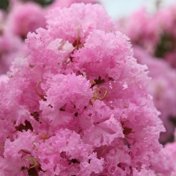 Lagerstroemia indica Soir d'Eté - Lilas des Indes	