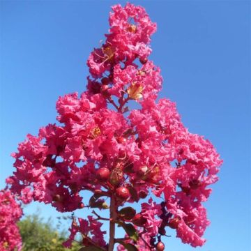 Robinia pseudoacacia Casque Rouge - Robinier faux acacia rose-pourpré