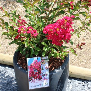 Lagerstroemia indica Terrasse Rouge - Lilas des Indes