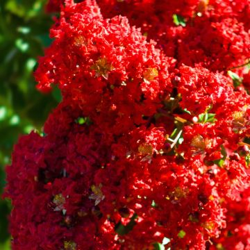 Lagerstroemia indica Victoria - Lilas des Indes