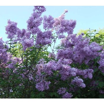 Lagerstroemia indica Violacea - Lilas des Indes